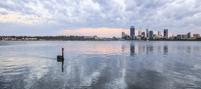 Black Swan on the Swan River at Sunrise, 2nd January 2016