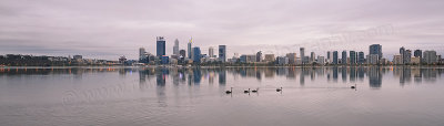 Black Swans on the Swan River at Sunrise, 31st January 2016