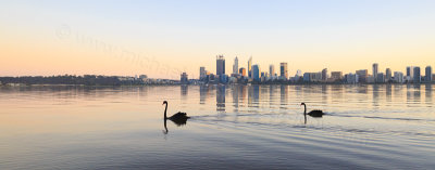 Black Swan on the Swan River at Sunrise, 3rd May 2016