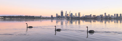 Black Swan on the Swan River at Sunrise, 8th May 2016