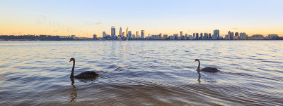 Black Swan on the Swan River at Sunrise, 13th May 2016