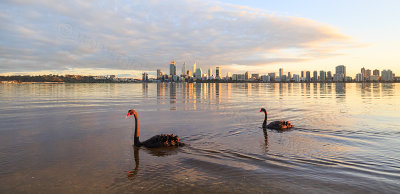 Black Swans on Swan River at Sunrise, 17th June 2016