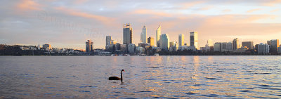 Black Swan on the Swan River at Sunrise, 26th June 2016