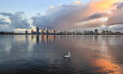 Pelican on tthe Swan River at Sunrise, 29th June 2016