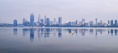 Pelican on the Swan River at Sunrise, 3rd November 2016