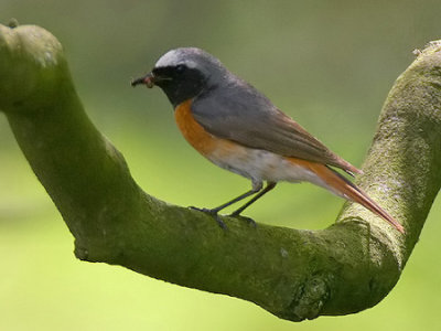 Gekraagde Roodstaart - Common Redstart  - Phoenicurus phoenicurus