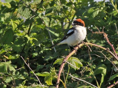 Roodkopklauwier - Woodchat Shrike  - Lanius senator 