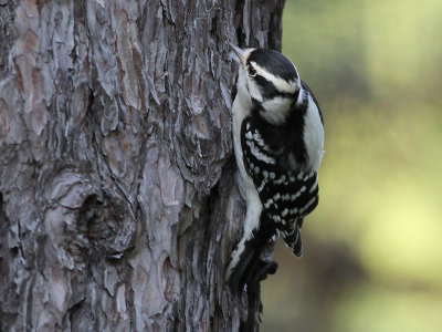 Downy Woodpecker - Donsspecht - Dryobates pubescens