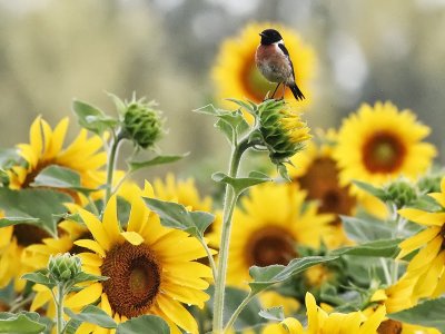 Birds of France