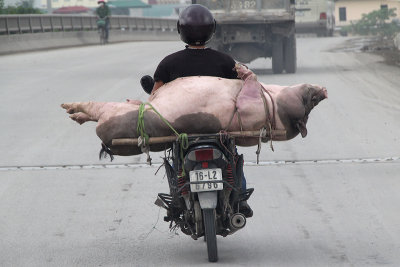 Pig transport I