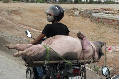 Pig transport II