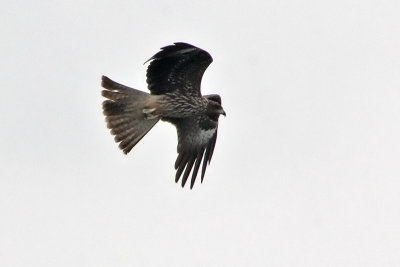 Black Kite