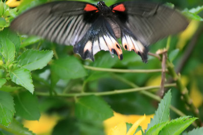 Great Mormon Butterfly - Papilio memnon