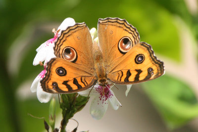 Peacock Pansy Butterfly - Junonia almana