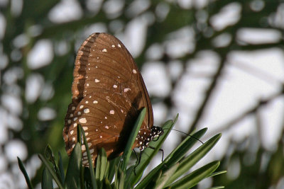 Striped Blue Crow - Euploea mulciber  ( female )