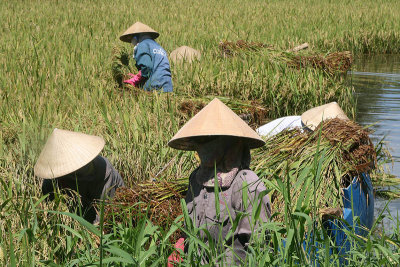 Rice field