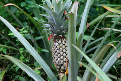 Pineapple ( Dua )