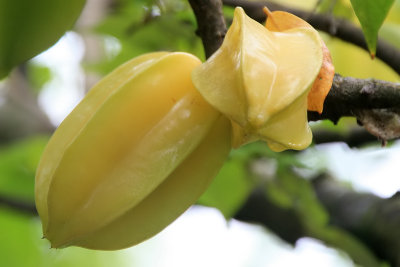 Star Fruit - Carambola -  Khế