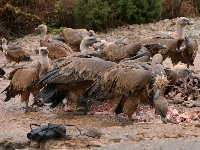 Griffon Vulture - Vale Gier- Gyps fulvus