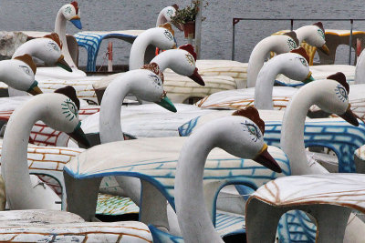 Swans waiting for a swim in Hanoi's Hoan Kiem Lake  