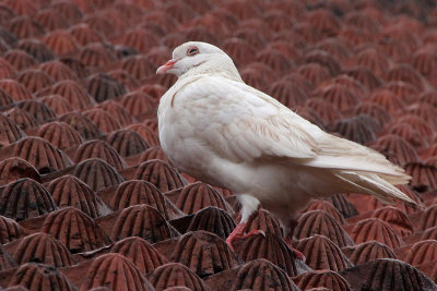 Pigeon on the roof of the Temple of Literature