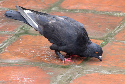 Rock Pigeon in Temple of Literature area