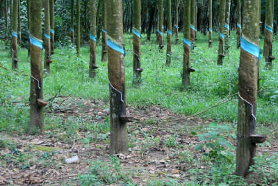 Rubber Trees