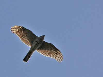 Sperwer - Sparrow Hawk - Accipiter nisus 