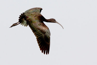 Zwarte Ibis - Glossy Ibis