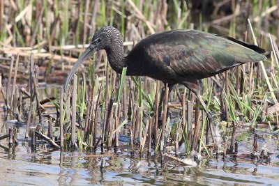 Zwarte Ibis - Glossy Ibis