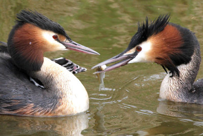 Fuut - Great Crested Grebe - Podiceps cristatus