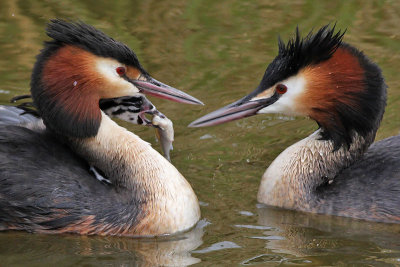 Fuut - Great Crested Grebe - Podiceps cristatus