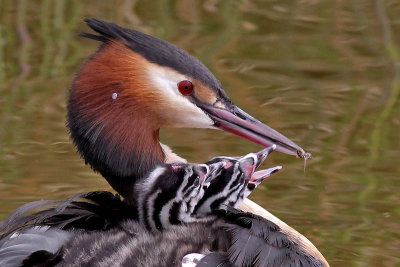 Fuut - Great Crested Grebe - Podiceps cristatus