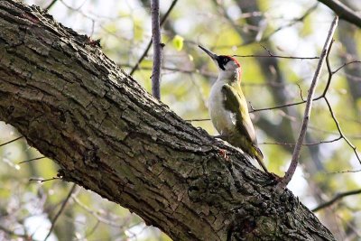Groene Specht - Eurasian Green Woodpecker
