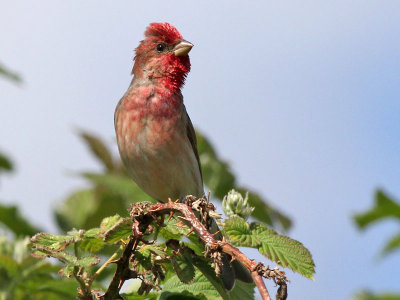 Roodmus - Scarlet Rosefinch - Carpodacus erythrinus