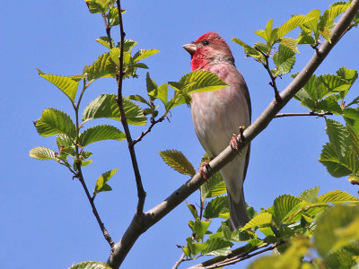 Roodmus - Scarlet Rosefinch - Carpodacus erythrinus