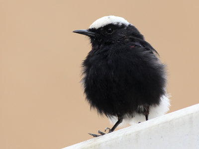 Witkruintapuit - White - Crowned Black Wheatear - Oenanthe leucopyga 