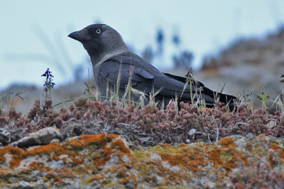 Eurasian Jackdaw - Russische Kauw - Corvus monedula soemmeringii  