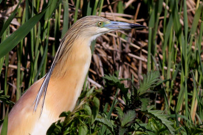 Squacco Heron - Ralreiger - Ardeola ralloides