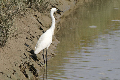 Kleine Zilverreiger