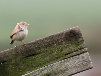 Afrikaanse Woestijngrasmus - African Desert Warbler - Sylvia deserti