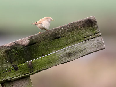 Afrikaanse Woestijngrasmus - African Desert Warbler - Sylvia deserti