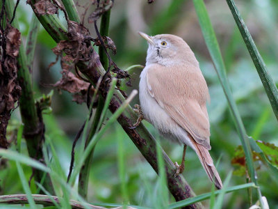 Afrikaanse Woestijngrasmus - African Desert Warbler - Sylvia deserti