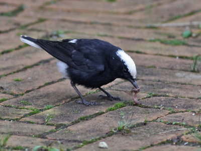 Witkruintapuit - White - Crowned Black Wheatear - Oenanthe leucopyga 