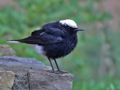 Witkruintapuit - White - Crowned Black Wheatear - Oenanthe leucopyga 