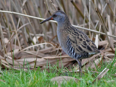 Waterral - Water Rail