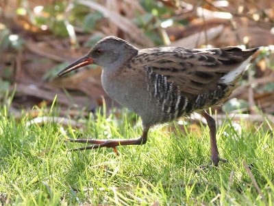 Waterral - Water Rail - Rallus aquaticus