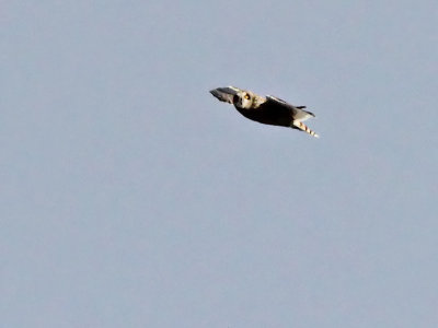 Velduil - Short - eared Owl