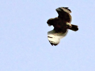 Velduil - Short-eared Owl - Asio flammeus