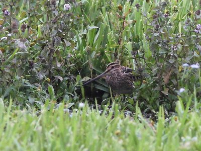 Common Snipe - Watersnip - Gallinago gallinago